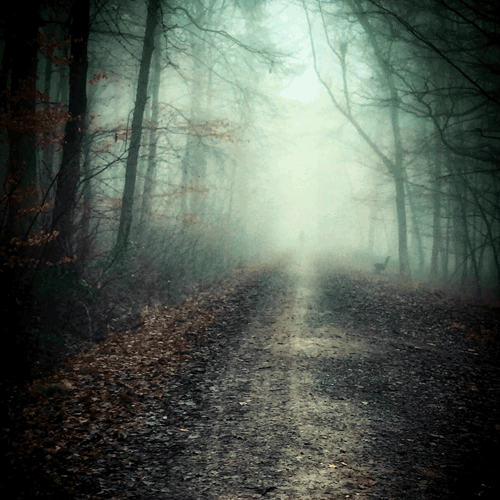 Nebelwald