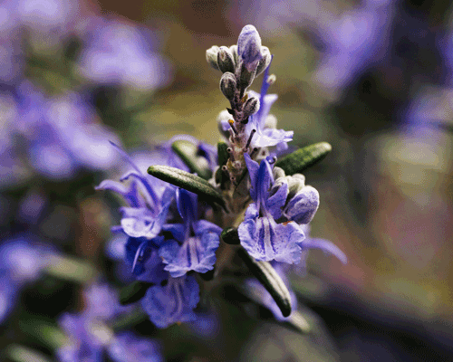 Rosmarinblüte