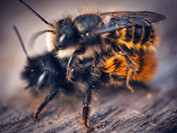 Mauerbienen Paar